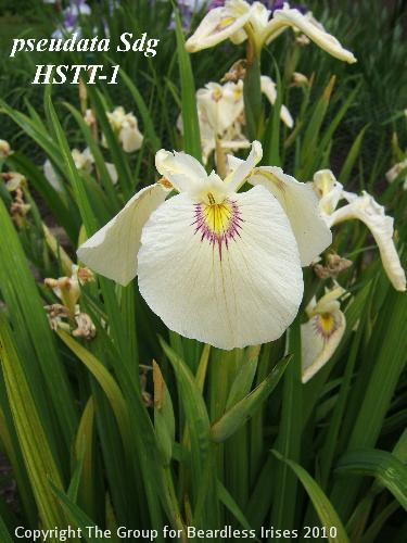 42 pseudata Sdg HSTT-1 (3)